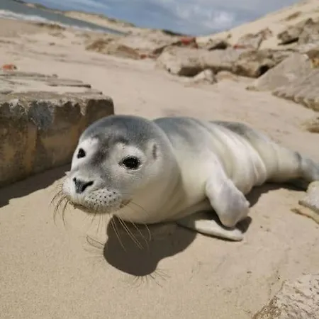 Tresor D'opale T1 Vue Balneo-spa Parking Prive Wifi Netflix 3 Pers Apartment